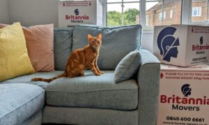 A cat on a sofa with moving boxes